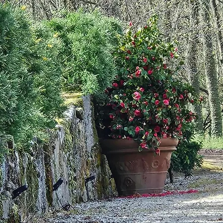 Casa Rosas *